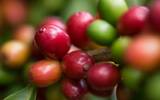 肯尼亚咖啡豆PB评鉴