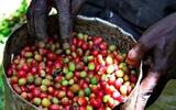 咖啡的发源地 | 认识埃塞俄比亚的生豆