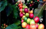 咖啡属植物遗传变异情况分析总结