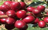 巴拿马 哈特曼庄园 日晒精品咖啡豆风味口感香气描述