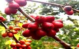牙买加100%蓝山 RSW庄园水洗咖啡杯测风味口感香气描述