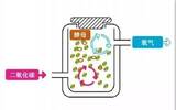 关于咖啡生豆处理法【二氧化碳酵母法】，什么是二氧化碳酵母法？
