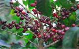 哥斯达黎加Tobosi托布什庄园卡杜拉红蜜咖啡口感风味描述香味特点