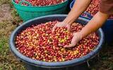埃塞俄比亚的骄傲—耶加雪菲咖啡 品种繁多，风味丰富，香气迷人