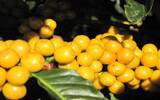 埃塞俄比亚西达摩-可瑞特Korate产区咖啡豆介绍风味描述