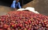 世界顶级咖啡豆-肯尼亚aa咖啡豆 肯尼亚咖啡区分7个等级