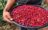 危地马拉最好的咖啡花神咖啡起源故事-安提瓜拉米妮塔集团背景