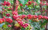 乌干达咖啡特性、用途、产地&产量 乌干达历年咖啡产品产销概况