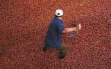 巴拿马卡门庄园咖啡树种植环境出口质量咖啡产量介绍