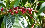 萨尔瓦多咖啡豆好喝吗 2017萨尔瓦多COE得奖庄园-卡夏庄园介绍