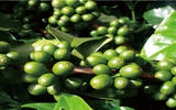 世界上最大的水洗咖啡豆出口国哥伦比亚咖啡又称翡翠咖啡