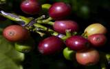 亲身了解科纳咖啡地区格林威尔农场咖啡制作流程和各种夏威夷美食
