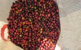 危地马拉 拉米尼塔 花神圆豆水洗咖啡风味口感香气描述