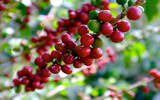 哥伦比亚咖啡世界闻名的原因：自然条件优越、加工手法独特