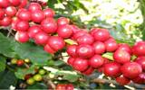 哥伦比亚咖啡风味特性介绍 星巴克为什么选择哥伦比亚咖啡豆