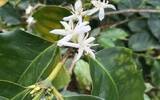 咖啡树介绍 从种子到果实如何种植 好的咖啡果实来源