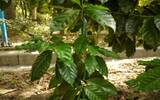 最出名的瑰夏咖啡种植庄园-翡翠庄园日晒瑰夏详细描述