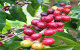 尼加拉瓜咖啡豆风味特点 尼加拉瓜暴风庄园象豆俗称古巴蓝山