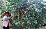 帕卡马拉咖啡豆是什么品种来的 帕卡马拉能和瑰夏比吗