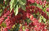 也门的依诗玛莉是产区还是咖啡树种 依诗玛莉咖啡介绍
