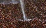 多明尼加Organic Pea Berry加勒比有机樱桃介绍 杯测风味描述