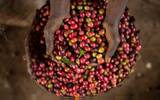 哥伦比亚拿里诺省咖啡介绍品鉴和风味描述