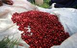 肯尼亚咖啡庄园与合作社处理厂一览 星巴克肯尼亚咖啡是哪个？