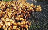 蜜处理的哥斯达黎加 蜜处理不同的分类和识别