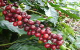 危地马拉Guatemala 咖啡庄园 危地马拉咖啡豆风味