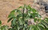 危地马拉八大精品咖啡产区详细介绍 降雨量对咖啡树有什么影响