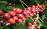 海岛咖啡-多米尼加埃里斯庄园资料背景介绍 圣多明哥咖啡的含义