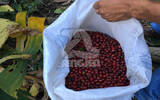 尼加拉瓜高品质咖啡豆 尼加拉瓜咖啡庄园Las Marias庄园信息介绍
