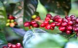 墨西哥恰帕斯咖啡产区资料信息 有机认证咖啡大国墨西哥崛起之路