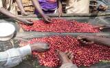 埃塞俄比亚咖法森林介绍 埃塞俄比亚卡法比塔庄园日晒原生种咖啡