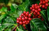 印度尼西亚咖啡产量今年降30%，咖啡需求年均提高10%