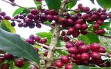 埃塞俄比亚 日晒耶加雪菲G1 孔加合作社咖啡风味口感香气描述