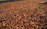 哥斯达黎加咖啡烘焙记录：拉哈斯黄红黑蜜处理咖啡豆的风味表现