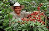危地马拉咖啡特性、用途及咖啡产地&产量、历年咖啡产品产销概况
