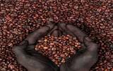 肯尼亚咖啡风味美味起源、简要历史介绍 喝肯尼亚咖啡有什么益处