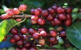 哥斯达黎加咖啡豆以咖啡庄园海拔分级 哥斯达黎加七大咖啡产区