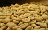 肯尼亚嘎古有（硬石）Gakuyu处理厂水洗咖啡豆风味口感描述