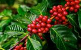 巴布亚新几内亚的天堂鸟庄园咖啡品质如何 天堂鸟AA其它的区别