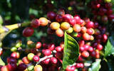 德宏后谷咖啡庄园 稳中求变不被眼前拘束的咖啡业赢家