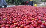苏门答腊发展出独特湿刨法，使其咖啡豆持特有的地区性特殊芬芳
