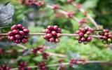 摩卡咖啡是什么，摩卡咖啡的种植条件，处理方式及风味特点。