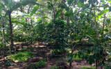 非洲最好的阿拉比卡咖啡豆-肯尼亚AA咖啡 产于高海拔的肯尼亚AA
