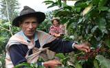 巴西咖啡果实处理方法自然脱除果胶法