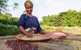 埃塞俄比亚伊迪朵处理厂水洗耶加雪菲迷雾山谷咖啡豆风味介绍