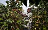 东非最古老和最受尊崇的咖啡生产区-乌干达的咖啡危机