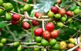 危地马拉咖啡圣费丽莎庄园橘蜜处理是什么批次 独立竞标庄园介绍